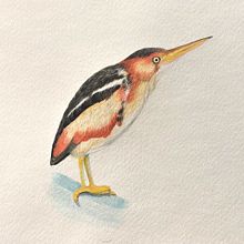 My project for course: Naturalist Bird Illustration with Watercolors Ein Projekt aus dem Bereich Traditionelle Illustration, Aquarellmalerei, Realistische Zeichnung und Naturalistische Illustration von caromarcotte - 18.03.2022