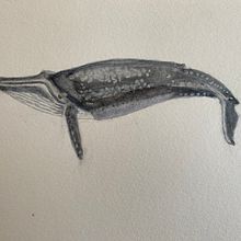 My project for course: Naturalist Illustration Techniques: Whales in Watercolor. Traditional illustration, Poster Design, Digital Illustration, and Manga project by Murielle A Hoodfar-Kamayah - 03.20.2022