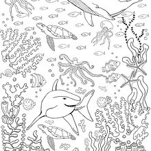 Ilustraciones mundo animal. Pencil Drawing, Digital Illustration, Traditional illustration, Digital Drawing, Textile Printing, Children's Illustration, and Screen Printing project by Lucía Sabrina - 03.22.2022