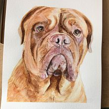My project for course: Nancy,  Dogue de Bordeaux. Traditional illustration, Watercolor Painting, Realistic Drawing, and Naturalistic Illustration project by bev_willoughby - 03.22.2022