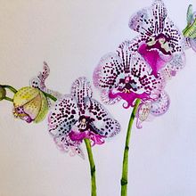 My project for course: Botanical Illustration with Watercolors. Traditional illustration, Fine Arts, Painting, Drawing, and Botanical Illustration project by Sue Chilson - 03.25.2022