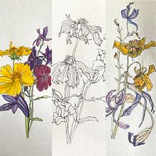 Beautiful Decay . Botanical Illustration project by Barbara Ewing - 03.25.2022
