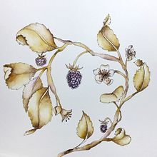 Frambueso. Traditional illustration project by Cecilia Lema - 03.28.2022