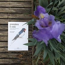 Prendere il volo. Traditional illustration, Painting, Sketching, Drawing, Artistic Drawing, Sketchbook, Naturalistic Illustration, Floral, Plant Design, Botanical Illustration, Picturebook, and Watercolor Painting project by Silvia Molinari - 03.28.2022