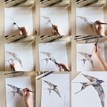 Live performance per LIPU Onlus. Traditional illustration, Fine Arts, Naturalistic Illustration, Watercolor Painting, Painting, Animation, Drawing, Sketching, Realistic Drawing, and Artistic Drawing project by Silvia Molinari - 03.28.2022