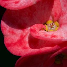 Macro . Photograph project by Neelima Goel - 03.29.2022