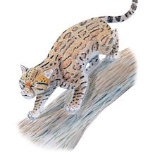 My project for course: Scientific Illustration of Animals in Watercolor  Ein Projekt aus dem Bereich Traditionelle Illustration, Aquarellmalerei, Realistische Zeichnung und Naturalistische Illustration von Mali - 29.03.2022