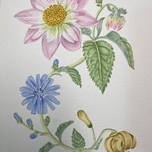 Mi Proyecto del curso: Acuarela realista para composiciones botánicas. Traditional illustration, Painting, Drawing, Watercolor Painting, and Botanical Illustration project by Toñi Olmo Muñoz - 03.29.2022