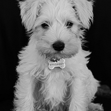 Mi Proyecto del curso: Fotografía lifestyle de perros . Fotografi, Fotografi Potret, Fotografi Instagram, Fotografi Dokumenter, Fotografi Ga, Dan a Hidup proyek oleh Luvín Chávez Figueroa - 11.26.2018