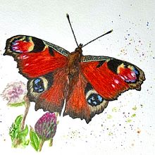 Peacock Butterfly. Un proyecto de Bellas Artes, Ilustración naturalista				, Ilustración tradicional, Pintura y Pintura a la acuarela de Judy - 31.03.2022
