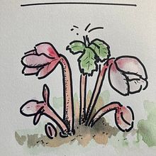 Creating a gardening notebook Ein Projekt aus dem Bereich Traditionelle Illustration und Fotografie von Eloise Carr - 01.04.2022