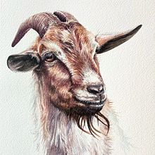 My project for course: Expressive Animal Portraits in Watercolor. Projekt z dziedziny Trad, c, jna ilustracja, Malowanie akwarelą, R, sunek realist, czn, Ilustracja naturalist i czna użytkownika michele_marti - 02.04.2022
