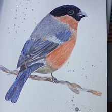 My project for course: Artistic Watercolor Techniques for Illustrating Birds. Traditional illustration, Watercolor Painting, Realistic Drawing, and Naturalistic Illustration project by Lisa Thomas - 04.01.2022