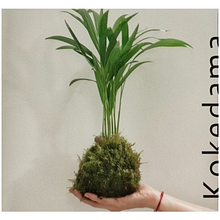 Mi Proyecto del curso: Kokedamas: crea macetas naturales de musgo. Arts, Crafts, Interior Design, L, scape Architecture, Decoration, DIY, Floral, and Plant Design project by Laura Quiñones - 06.06.2021