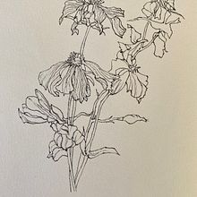 Beauty of decay . Botanical Illustration project by Barbara Ewing - 04.03.2022