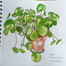Mein Kursprojekt: Botanisches Zeichenheft: ein meditativer Ansatz Ein Projekt aus dem Bereich Traditionelle Illustration, Skizzenentwurf, Zeichnung, Aquarellmalerei, Botanische Illustration und Sketchbook von tintulantus - 03.04.2022