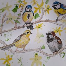 Blue tits, yellow hammer and sparrow enjoying the forsythia branches. Traditional illustration project by Sally Haylock - 04.05.2022