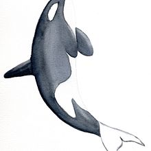 Meu projeto do curso: Técnicas de ilustração naturalista: baleias em aquarela. Projekt z dziedziny Trad, c, jna ilustracja,  Projektowanie plakatów, Ilustracja c, frowa i Manga użytkownika Andrea Nascimento - 08.04.2022