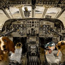 Animal_Pilot. Un proyecto de Diseño, Fotografía, Composición fotográfica, Fotomontaje y Fotografía artística de Sílvia Perna - 08.04.2022