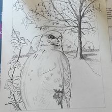 My project for course: Dip Pen and Ink Illustration: Capturing The Natural World. Sketching, Drawing, Artistic Drawing, Sketchbook, Ink Illustration, and Naturalistic Illustration project by i.bartolucci - 04.10.2022