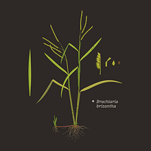 Future Seeds - CIAT . Un proyecto de Br, ing e Identidad y Tipografía de Santiago Arango - 11.04.2022