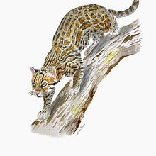 Mi Proyecto del curso: Ilustración científica de animales en acuarela. Un progetto di Illustrazione tradizionale, Pittura ad acquerello, Disegno realistico e Illustrazione naturalistica di Alejandra Domic - 11.05.2021