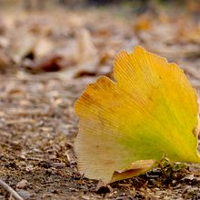 Fall. Photograph project by hongyi - 04.11.2022