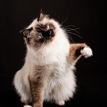 My project for course: Introduction to Dog Photography. Un projet de Photographie, Photographie de portrait, Photographie de studio, Retouche photographique , et Photographie numérique de Boros Andreea - 11.04.2022