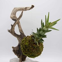 Displaying Kokedamas - Creative Handmade Kokedama Stands. Un projet de Art floral et végétal, Décoration d'intérieur , et Design d'intérieur de Archelaos Biehler - 12.04.2022