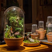 My kokedama plantshop promo video..will be having subs soon!. Un projet de Art floral et végétal, Design d'intérieur, Décoration d'intérieur, Création d'accessoires , et Design  de Archelaos Biehler - 13.04.2022