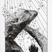 Otter - dip pen and ink. Traditional illustration project by Heather Iles - 04.14.2022