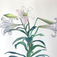 My project for course: Botanical Sketchbooking: A Meditative Approach. Un progetto di Illustrazione tradizionale, Bozzetti, Disegno, Pittura ad acquerello, Illustrazione botanica e Sketchbook di Carol Bowen - 15.04.2022