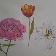 Mein Kursprojekt: Botanisches Zeichenheft: ein meditativer Ansatz. Watercolor Painting, and Botanical Illustration project by heidrunknoch - 04.15.2022