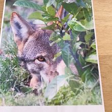 Endangered Red Wolf. Traditional illustration, Watercolor Painting, Realistic Drawing, Naturalistic Illustration, and Music project by Kathy Logan - 04.15.2022
