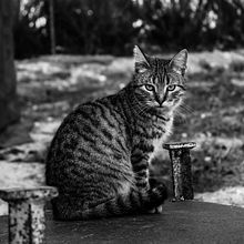 Friends of nature (B&W). Photograph, Digital Photograph, and Outdoor Photograph project by Noah Rodríguez - 04.16.2022