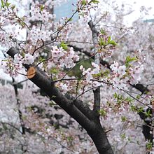 Sakura. Photograph, and Digital Photograph project by Michela Ricciuto - 04.17.2022