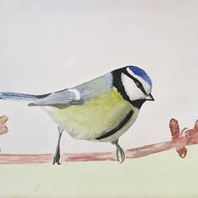 Mon projet du cours : Techniques artistiques d'aquarelle pour illustrer les oiseaux. Un proyecto de Ilustración tradicional, Pintura a la acuarela, Dibujo realista e Ilustración naturalista				 de josianepasquier - 17.04.2022