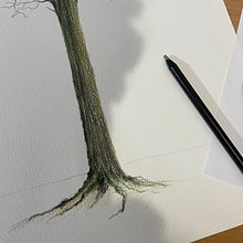 Uma árvore. Een project van Traditionele illustratie, Tekening met potlood,  Portrettekening,  Artistieke tekening y Tekenen met kleurpotloden van Humberto Cesar Pornaro - 18.04.2022