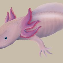 Mi Proyecto del curso: Ilustración naturalista de animales con Procreate. Traditional illustration, Digital Illustration, and Naturalistic Illustration project by Luis Alberto Torres Patiño - 04.15.2022