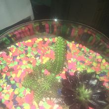 Mi Proyecto del curso: Arte vegetal: crea tu propio terrario abierto. Design de interiores, Paisagismo, Decoração de interiores, DIY, e Design floral e vegetal projeto de Valeria Silva - 19.04.2022