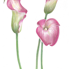 study of botanical art. . Un proyecto de Ilustración tradicional de Hyunjin Park - 20.04.2022