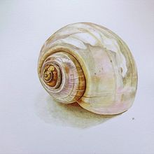 My project for course: Naturalist Illustration Techniques: Whales in Watercolor . % Vivienne Abbott tarafından hazırlanan Geleneksel illüstras, on, Poster Tasarımı, Dijital İllüstras, on, Ve Manga projesi - 04.20.2022