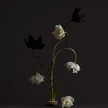 Personal: Botanical. Un proyecto de Fotografía de Gabriela Silveira - 20.04.2022