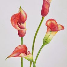New botanical art from scratch. Un proyecto de Ilustración tradicional de Hyunjin Park - 22.04.2022