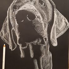 Mi perro, VIGO,  blanco sobre negro . Un proyecto de Dibujo a lápiz de David Fernandez Rodriguez - 23.04.2022