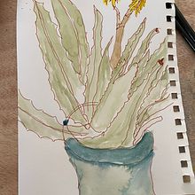 My project for course: Botanical Sketchbooking: A Meditative Approach. Een project van Traditionele illustratie,  Schetsen,  Tekening, Aquarelschilderen,  Botanische illustratie y Sketchbook van debra_roby - 25.04.2022