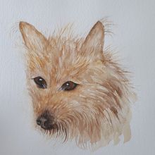 My project for course: Expressive Animal Portraits in Watercolor Foxy Doggie. Traditional illustration, Watercolor Painting, Realistic Drawing, and Naturalistic Illustration project by Claire Brownlie - 04.17.2022