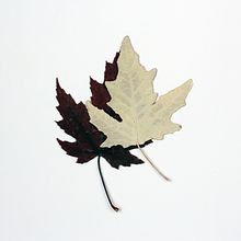 Botánica reinventada. Un projet de Photographie , et Créativité de Vicky Trullo - 25.04.2022