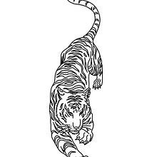 Tiger Tattoo Design. Tattoo Design project by Laura Gomez - 04.25.2022