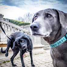 My project for course: Lifestyle Dog Photography. Un projet de Photographie, Photographie de portrait, Photographie pour Instagram, Photographie documentaire, Photographie lifest , et le de cocomileesalvations - 27.04.2022